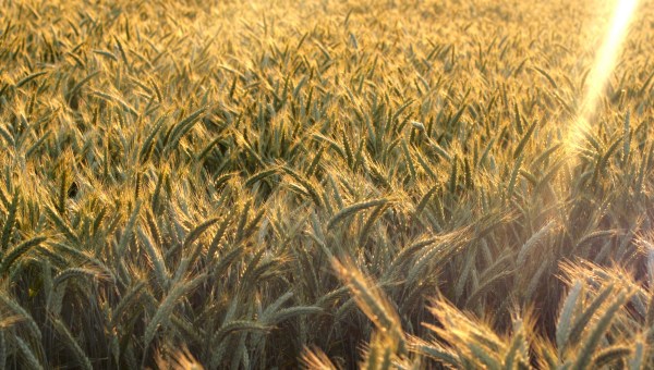 WHEAT FIELD