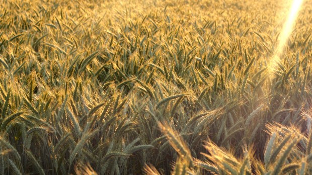 WHEAT FIELD