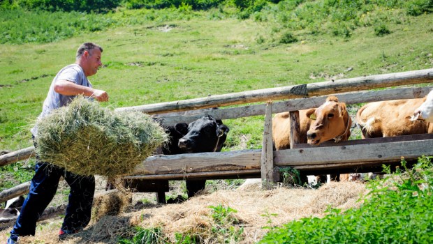 FARMER WORK Shutterstock