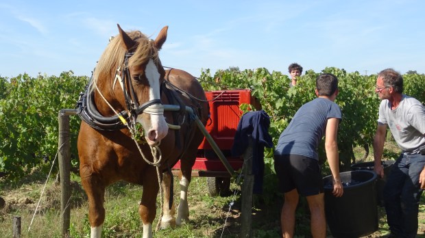 la Rebellerie dispose de 25 hectares de vignes.