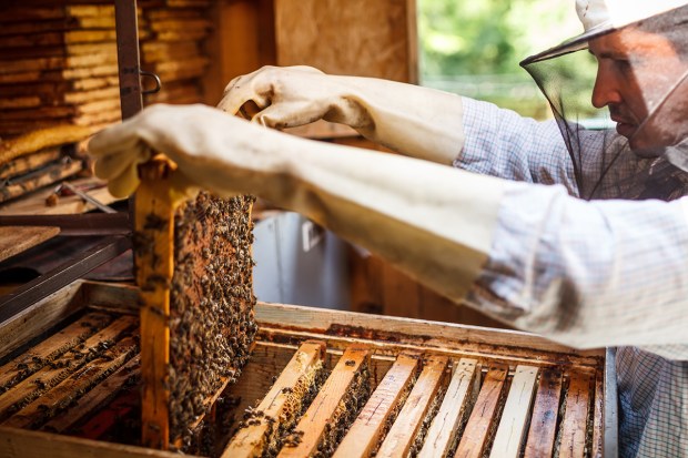 APIARIST
