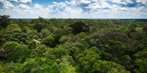 Réchauffement climatique : la forêt, indispensable alliée de l’homme