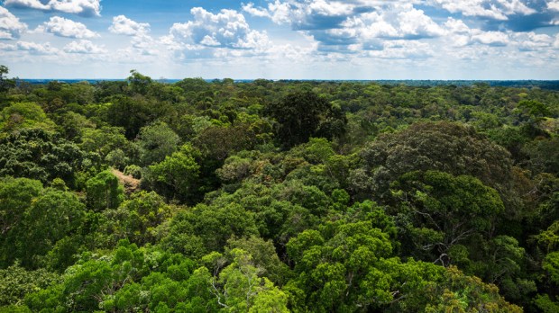 WEB3-FOREST-AMAZONIA-BRAZIL-shutterstock_318520790-By Filipe Frazao-AI