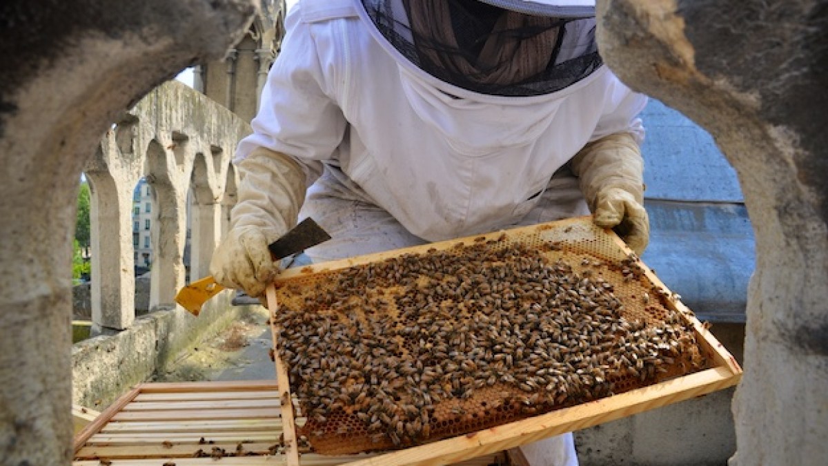 Abeilles ND (1)