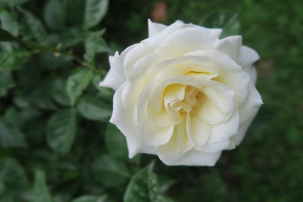 Quelles fleurs offrir à la Vierge Marie