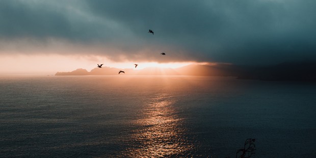 BIRDS