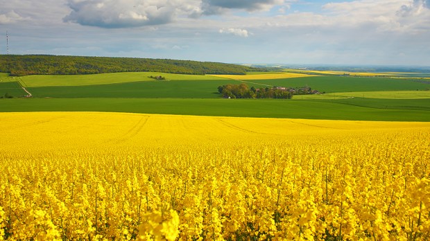 PANORAMIC VIEW OF RAPESEED FIELD
