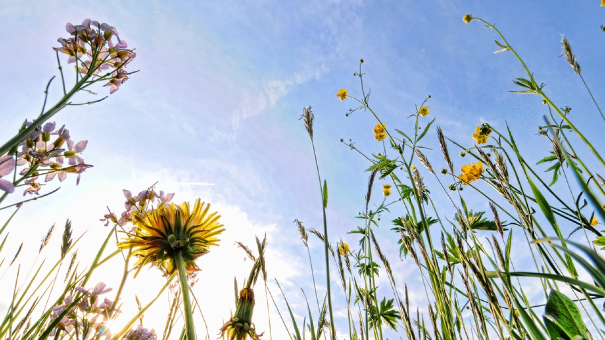 WEB3-SPRING-DAISIES-SUN-FLOWERS-Tambako The Jaguar I CC BY-ND 2.0