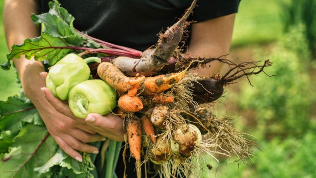 VEGETABLES HARVEST