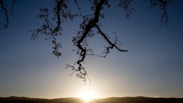 OAK TREE,SUNSET