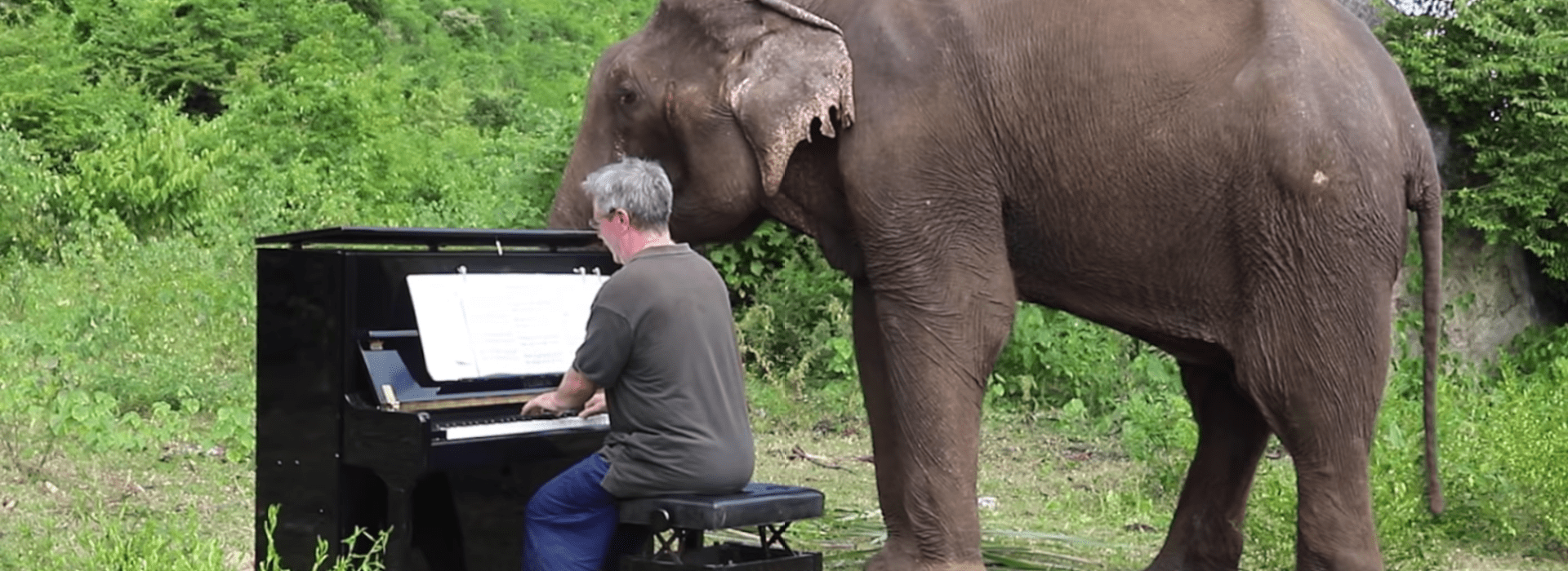 PIANO ELEPHANT