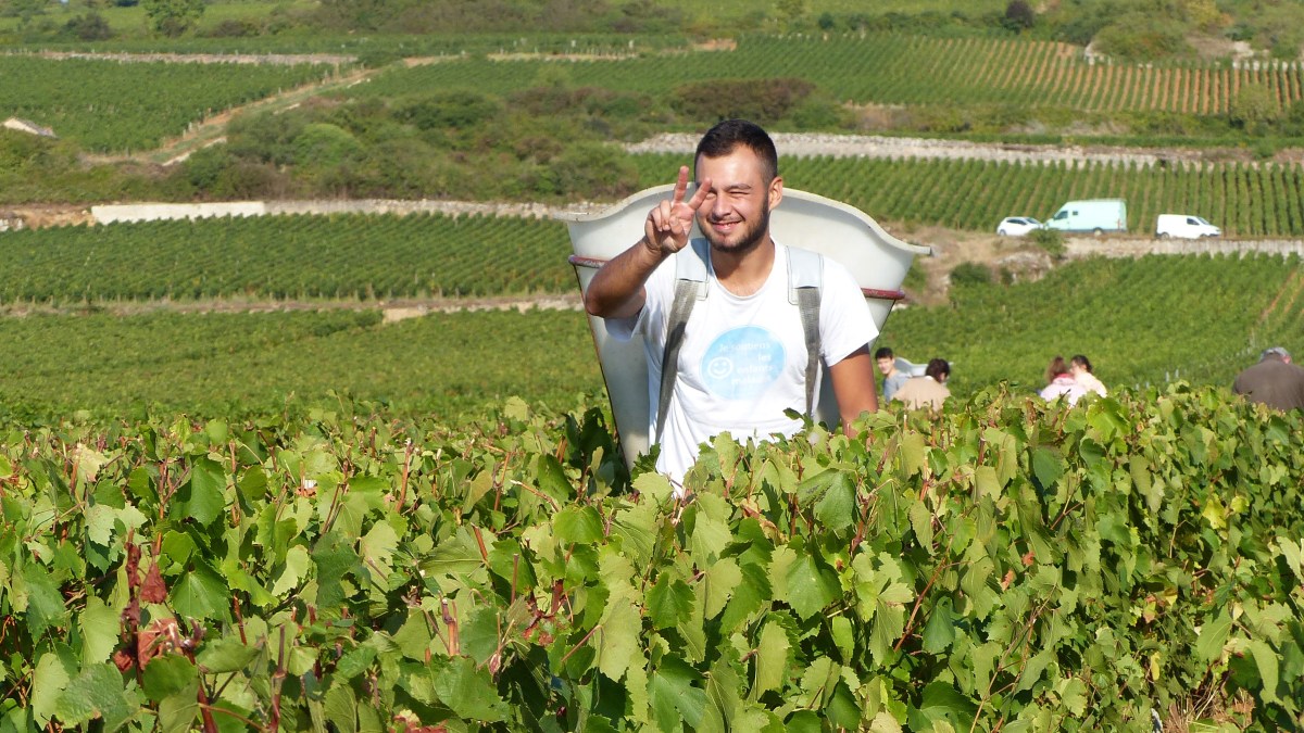 Vendanges au domaine Coste-Caumartin