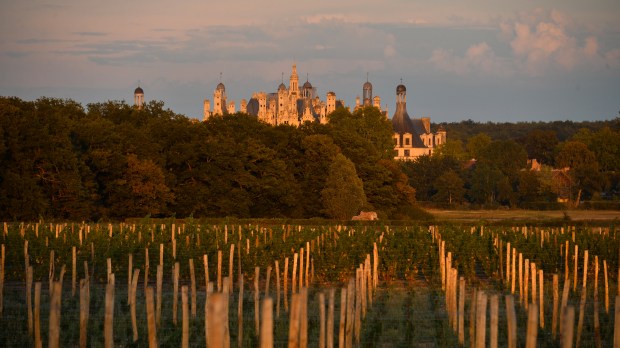 Léonard de Serres – Vignes de Chambord Août 2018 (20)