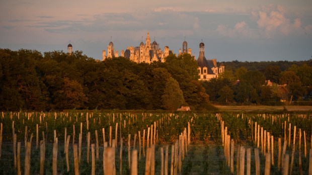 Léonard de Serres &#8211; Vignes de Chambord Août 2018 (20)