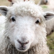 Stickers Item image #4