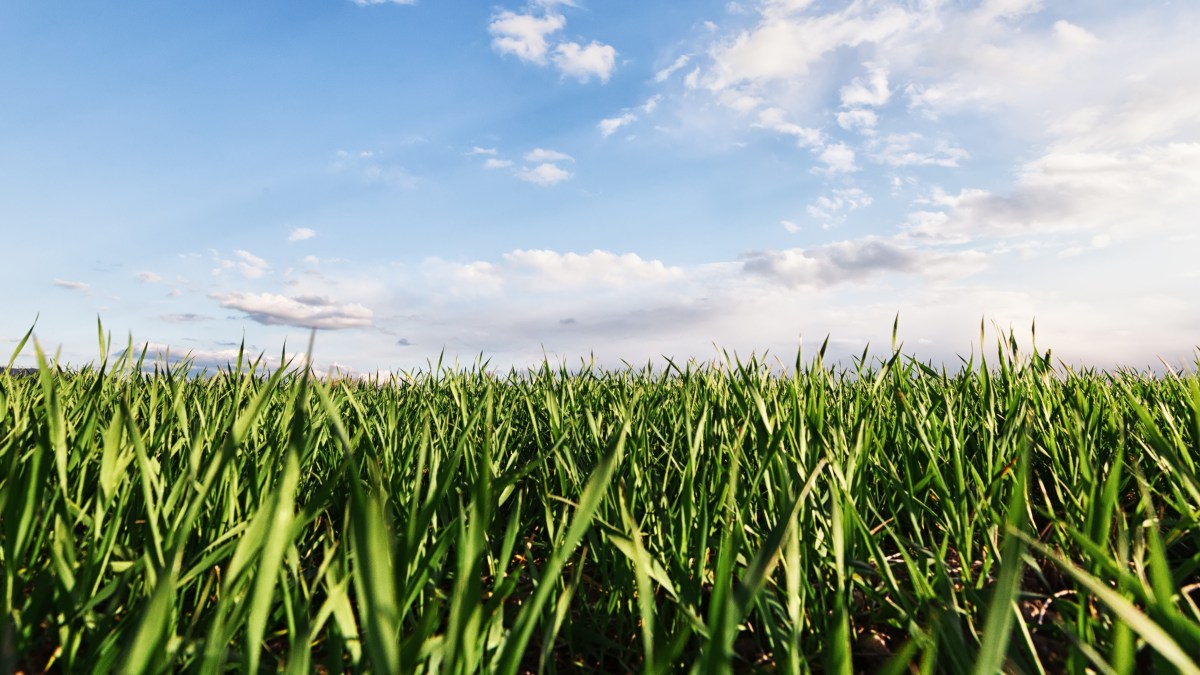 WHEAT FIELD