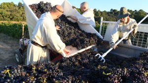 VENDANGES BARROUX