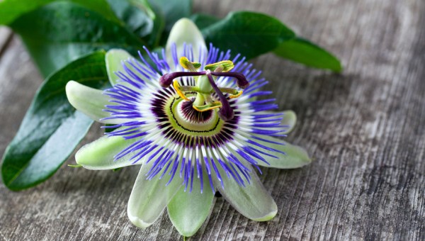 PASSIFLORA