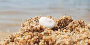 L&#8217;œil de sainte Lucie, précieux coquillage en Corse