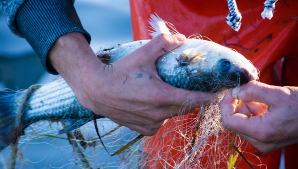 FISH, POISSON, PECHE
