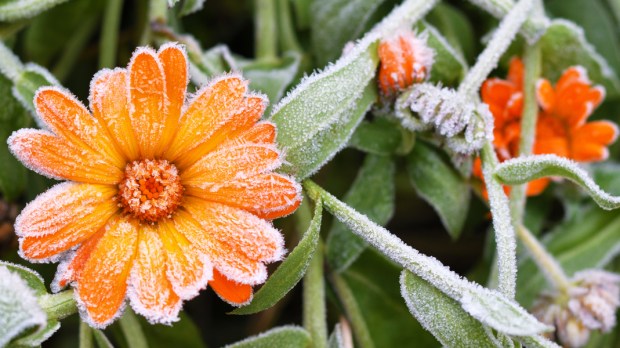 WEB &#8211; A bright orange calendula flower against a background of green leaves is covered with hoarfrost at the beginning of winter, close-up &#8211; shutterstock_745774996