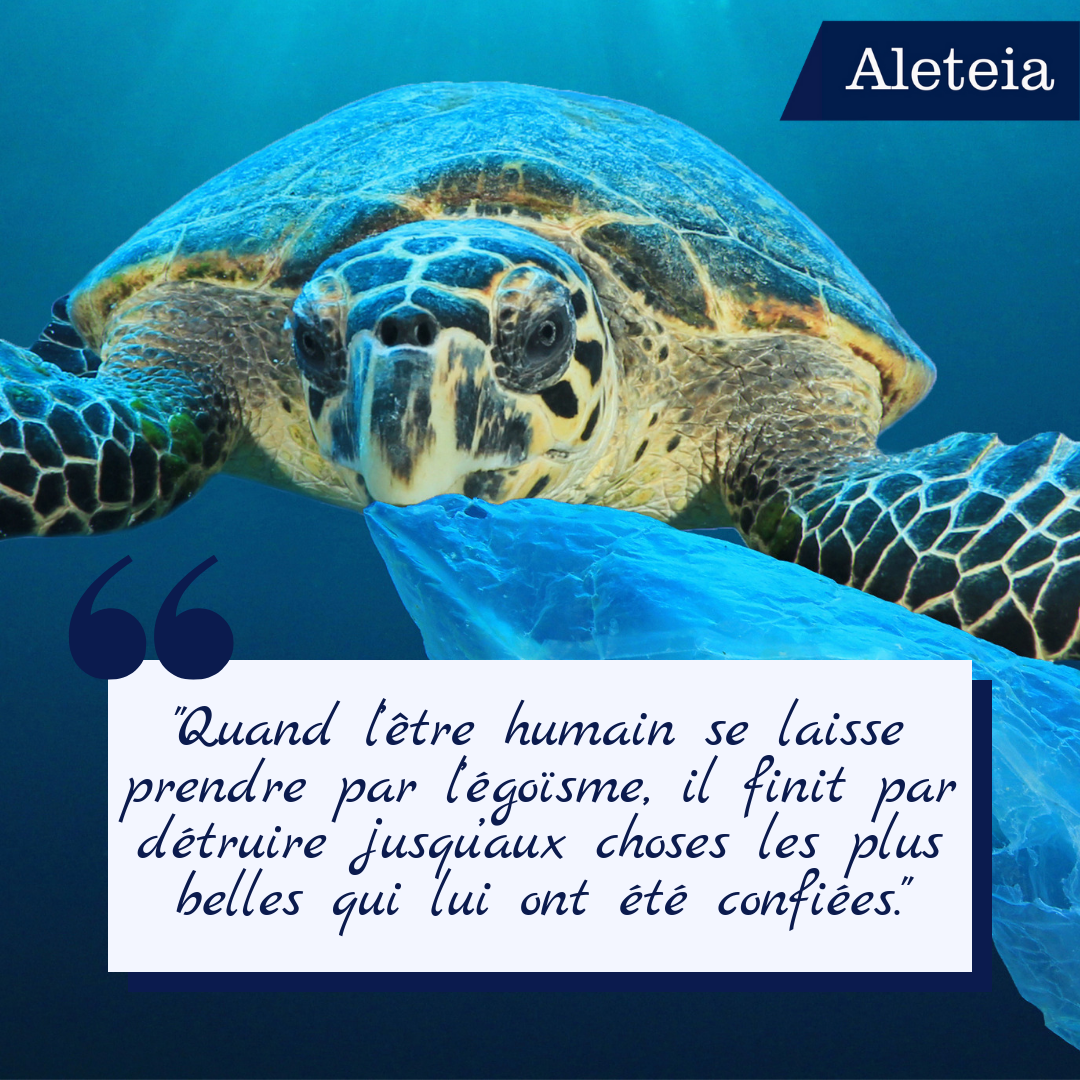 web2-montage-ecologie5.png