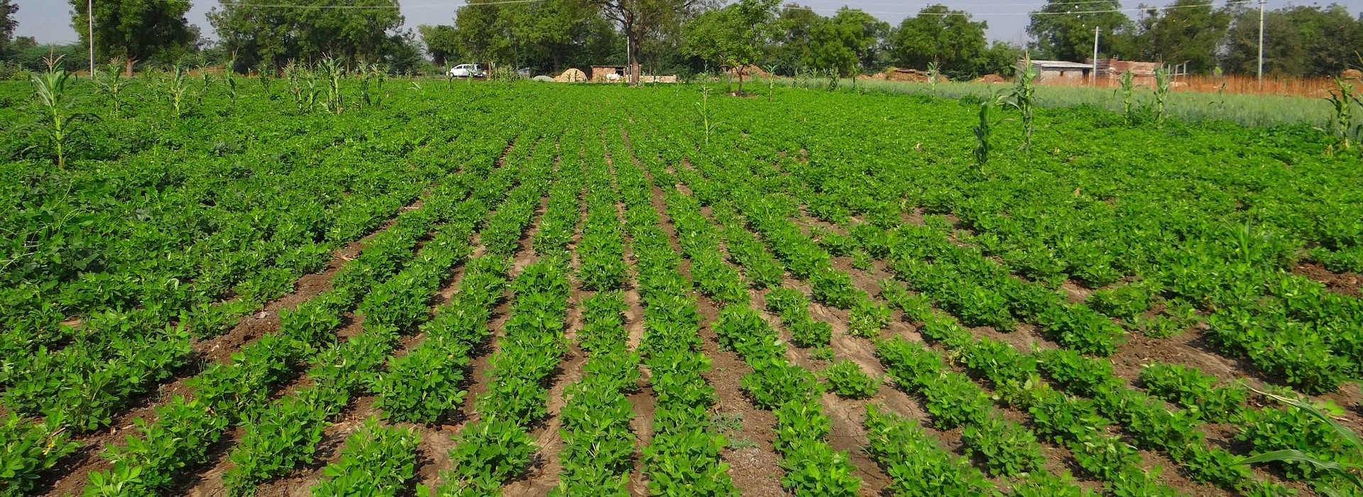 web2-tchad-farm-field-pixabay.jpg