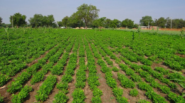 web2-tchad-farm-field-pixabay.jpg