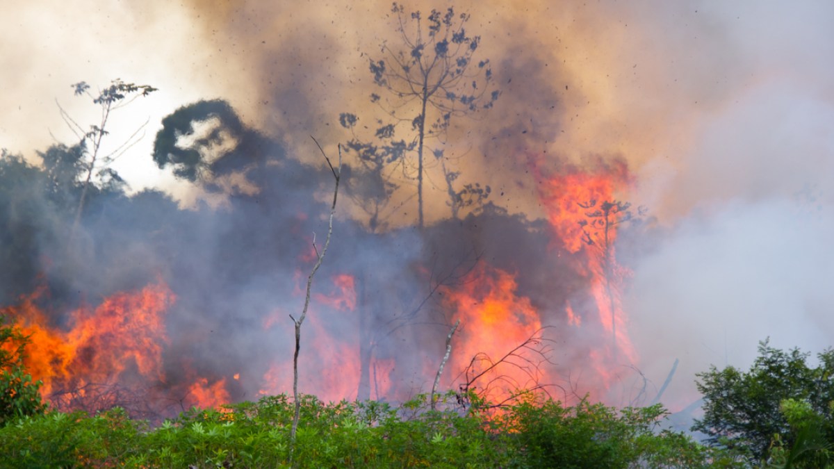 Forêt amazonienne.