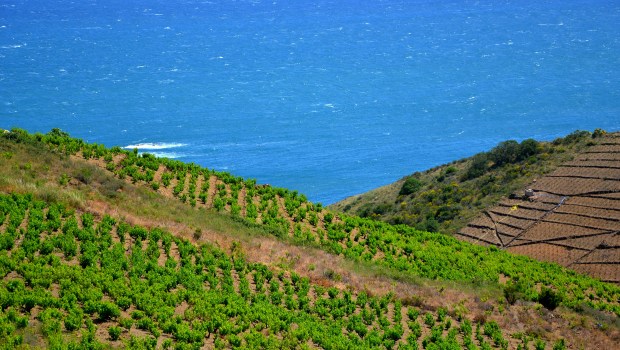 web2-vignes-vin-banyuls-flickr-17538282023_d12b353095_o.jpg