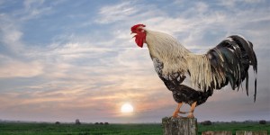 Plaidoyer pour le coq