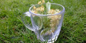 Déprime : dix plantes qui vont vous mettre de bonne humeur