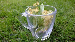 Déprime : dix plantes qui vont vous mettre de bonne humeur