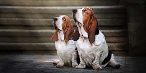Peut-on bénir ses animaux de compagnie ? Oui, mais à une condition