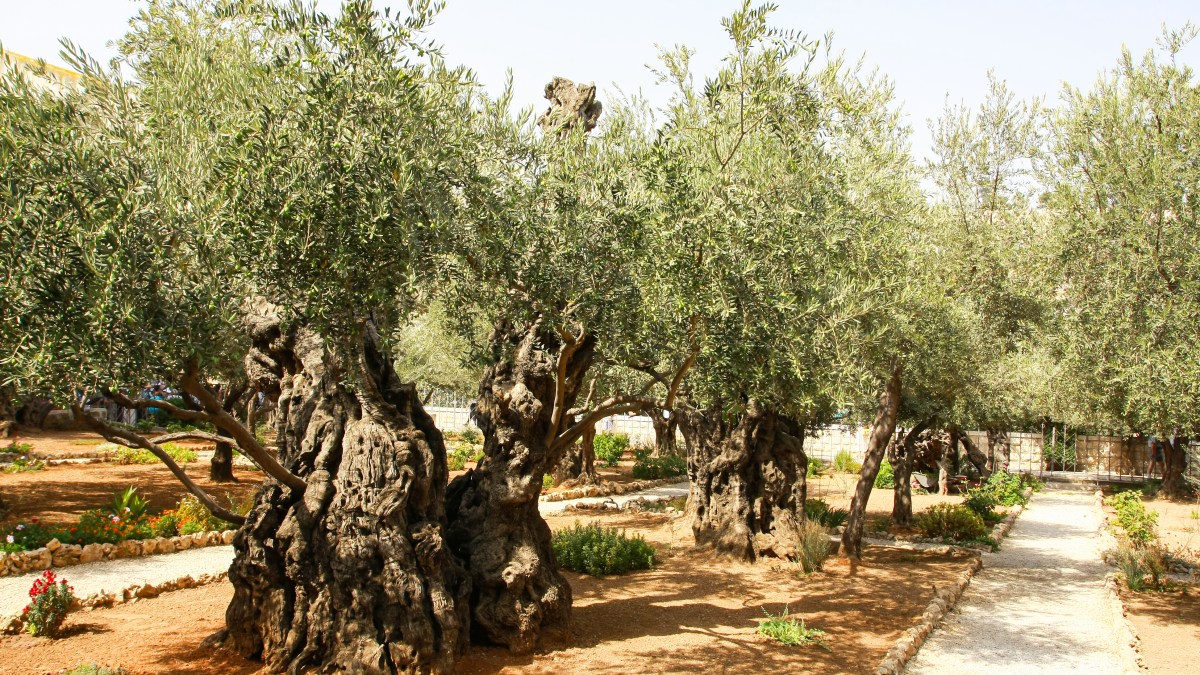 gethsemane-shutterstock_1644457258.jpg