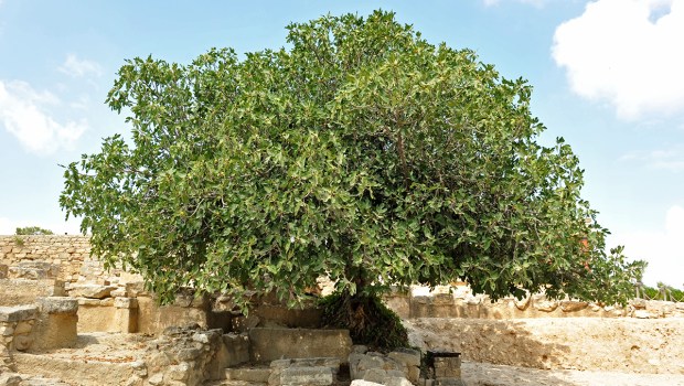 FIG TREE