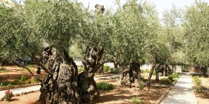 Vidéo : Gethsémani, lieu de l’agonie du Christ