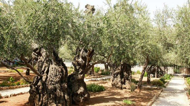 Gethsemane Garden