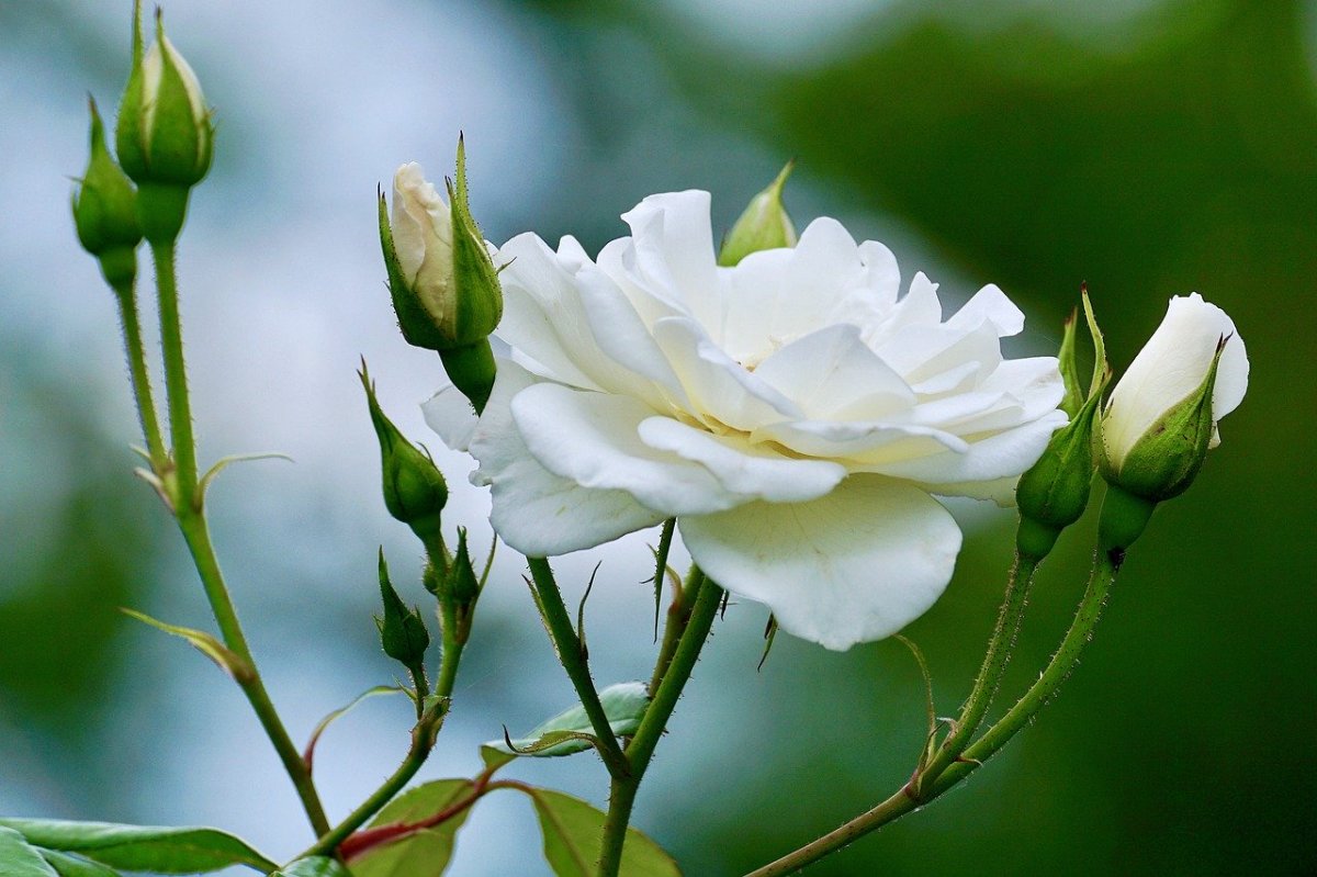 Mariage : les fleurs qu’il vous faut pour chaque saison