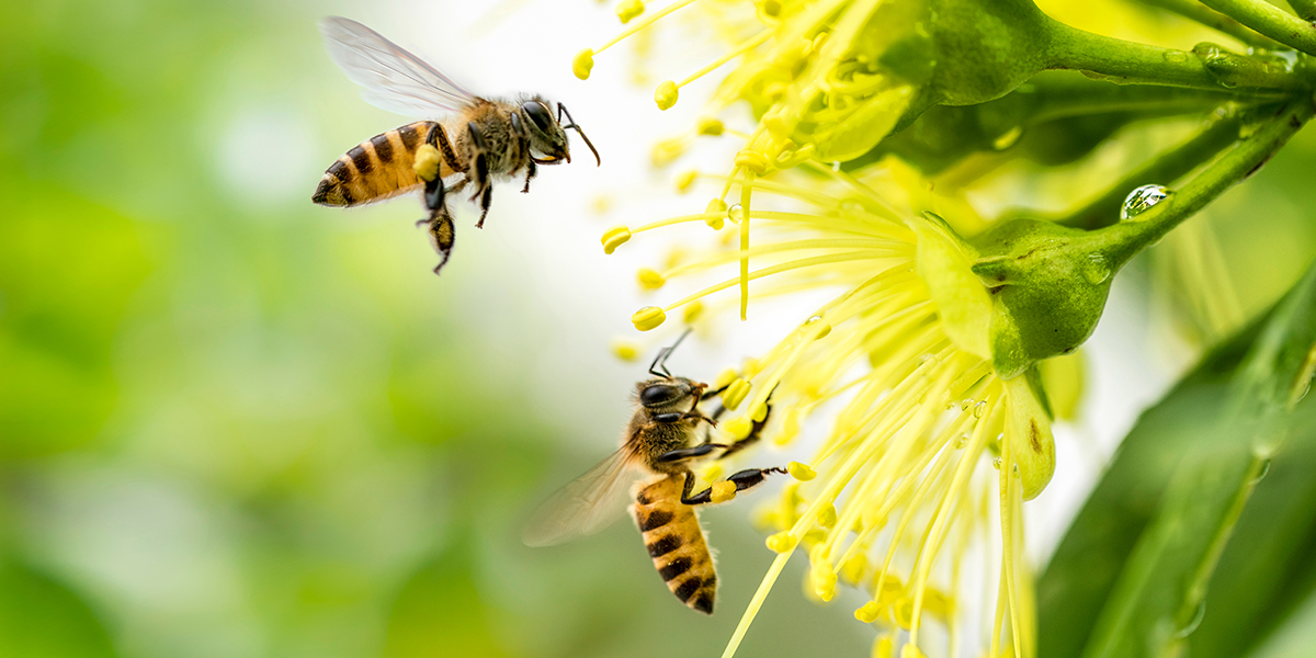 Et si une abeille pouvait vous apprendre à mieux méditer la Bible