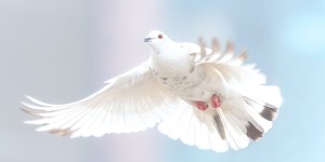 Une prière pour que Dieu apporte la paix et mette fin à la division des hommes
