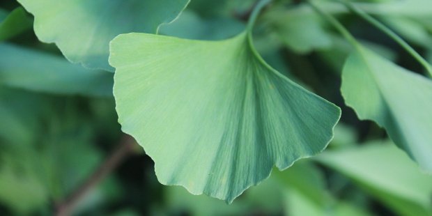 ginkgo