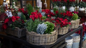 Christmas flowers