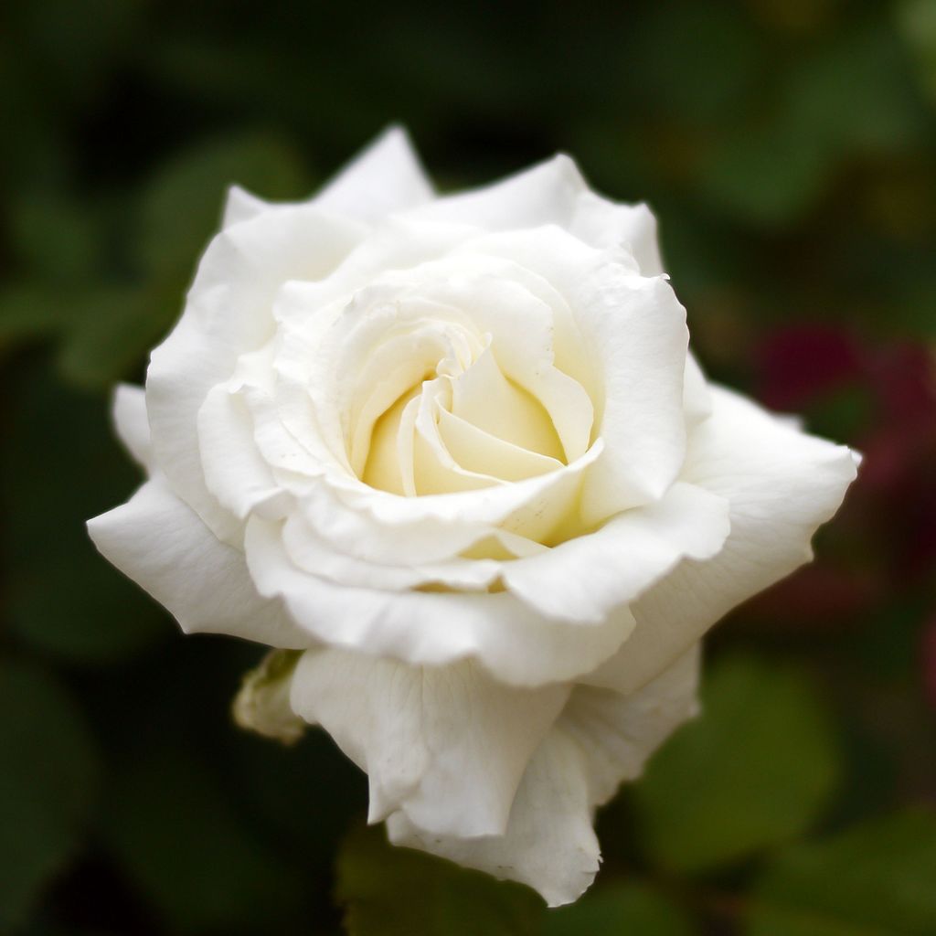 Rose Jean Paul II