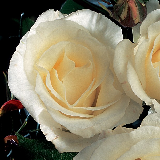 Des roses aux noms si spirituels