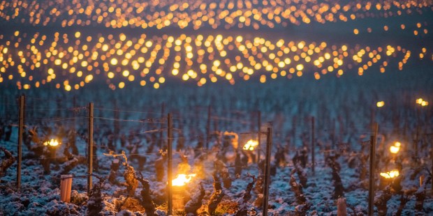 WEB2-WINE-VIGNE-AFP-080_HL_JOLY_1421543.jpg
