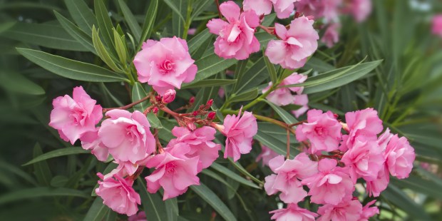 Laurier rose