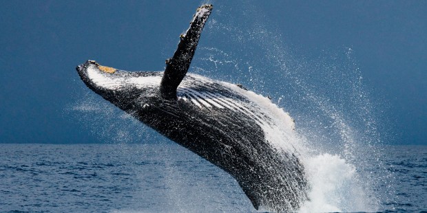 Baleine à bosse