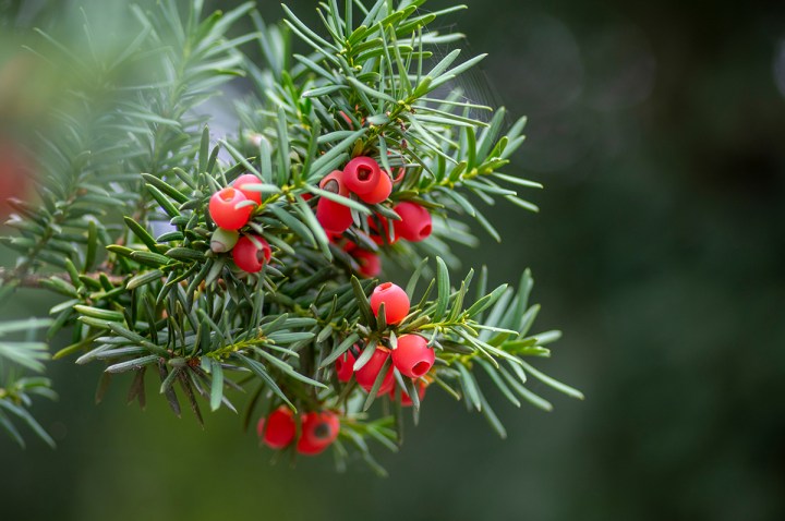 Taxus baccata