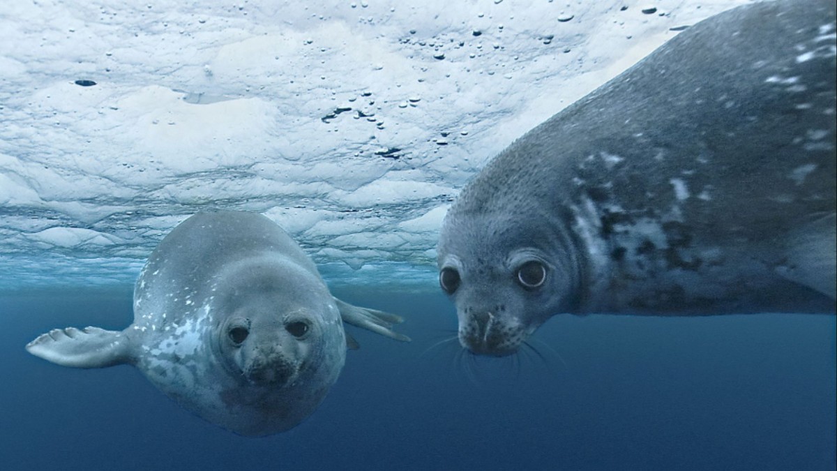 OCEANS-2009_-_Galatee_Films_-_Pathe_Production_-_Notro_Films_-_France_2_Cinema_-France_3_Cinema_-_JMH_TSR.jpg